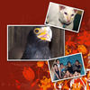 Lindy Fun Photos - Friends Photo Book