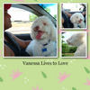 Vanessa Lives to Love - Photo Book