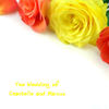 The Wedding of Marcus and Chantelle - Wedding Photo Book