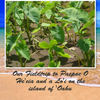 Ka Mo'olelo O Hawai'i Fieldtrip - Travel Photo Book