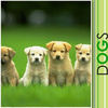 Dogs - Nature Photo Book