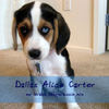 Dallas Alice - Nature Photo Book