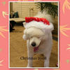 Christmas 2008 - Photo Book