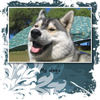 My dogs - Nature Photo Book