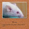 Ma souris                                    - Nature Photo Book