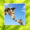 Giraffes!!!! - Interests Photo Book