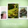It's a Frog's Life! - Education Photo Book
