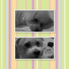 my 2 angels - Pets Photo Book