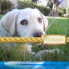 Mi perra Luna - Pets Photo Book