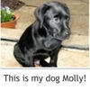 All about my dogs Molly and Chole - Pets Photo Book