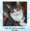 Hello, My Name is Leo Baxter McLogan - Pets Photo Book