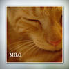 Milo - Nature Photo Book