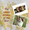the cutest Kittens in the USA - Pets Photo Book