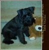 Gabbie - Pets Photo Book