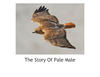 The Story of Pale Male - Education Photo Book