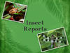 Ms. Thoma's insect reports - Education Photo Book