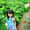 chicago botanic garden - Holiday Photo Book