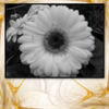 Life - Family Photo Book