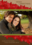 Holiday Photo Cards - Perfect Poinsettias
