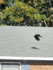 Raven's Lair - Nature Photo Book