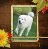 Max 2010 - Pets Photo Book