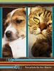 Cats and Dogs - Pets Photo Book
