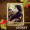 Stumpy - Stories Photo Book
