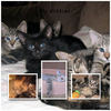 My Kitties - Photo Book