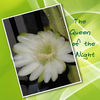 Queen of the Night - Nature Photo Book